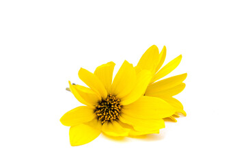 yellow flower isolated on white background