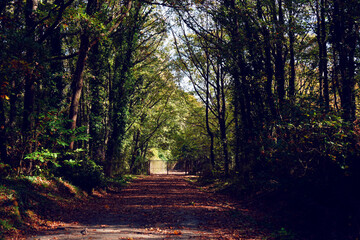 Obraz premium Beyond the forest road a garden gate. 