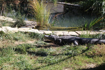 crocodile