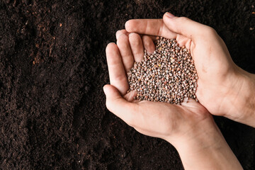 Woman holding pile of radish seeds over soil, top view with space for text. Vegetable planting