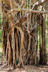 Amazing interweaving of Banyan tree roots growing from branches in Goa, India