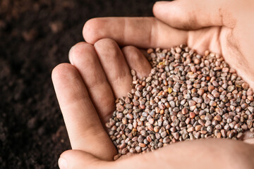 Woman holding pile of radish seeds over soil, closeup. Vegetable planting