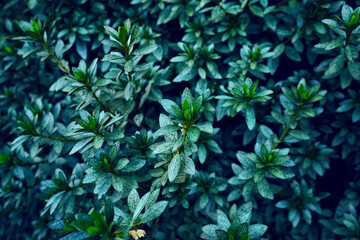 Leafy green bush in a forest.