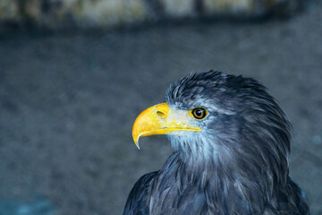 portrait of an eagle on a grey background in profile