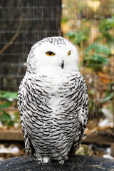 Snowy owl sits without bars in the nursery