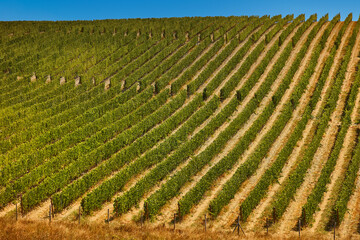 landscape of Chianti vineyard in Tuscany province in Italy landmark