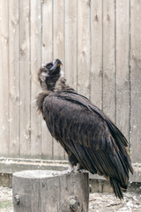 big vulture sits on stump in nursery