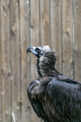 portrait of a large vulture in profile