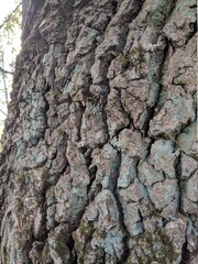 bark texture