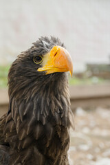 close-up portrait of a golden eagle with a bright yellow beak
