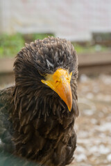 portrait of an eagle with a large yellow beak