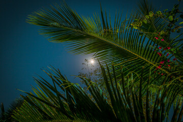 The moon shines through the branches of a palm tree in the night sky