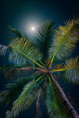 Fototapeta na wymiar The moon shines through the branches of a palm tree in the night sky