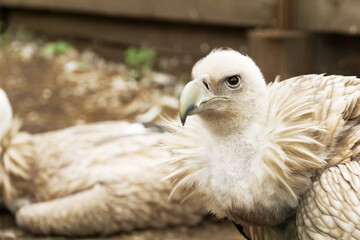 white young vulture closeup in nursery in forest