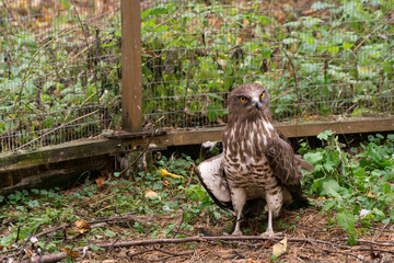 young eagle with broken wing in nursery