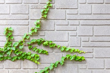 Background of The ivy leaf on the white wall