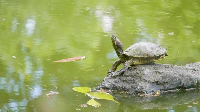 Turtles Pose on a Rock in the Middle of a Quiet Lake with Many Garden Water Lilies 