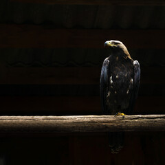 a large golden eagle sits on a thick wooden bar against a black background in backlight
