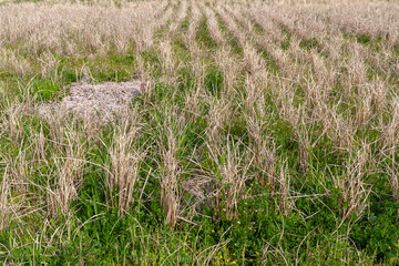 季節外れの田んぼ