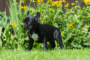 Junge Französische Bulldogge