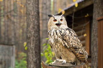 owl with bright eyes sits on a pedestal