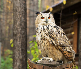 owl with bright eyes sits on a pedestal
