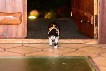 A cat walks from the street through an open door