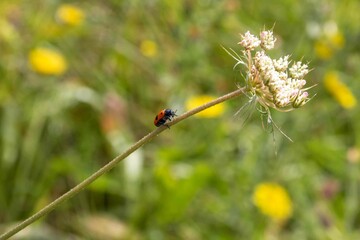 beautiful ladybird climbing a stem of a wildflower
