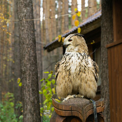 owl with bright eyes sits on a pedestal