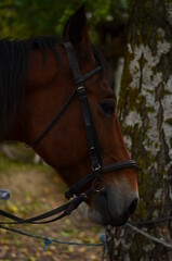 Obraz premium horse, animal, head, brown, portrait, farm, nature, equine, beautiful, mammal, equestrian, grass, stallion, horses, white, bridle, beauty, animals, riding, mane, mare, meadow, field, green, pasture