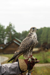 falcon trained to falconry sits on a special glove