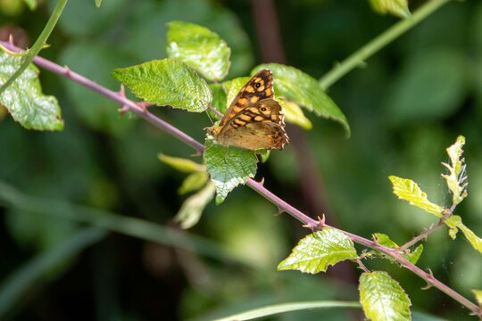 beautiful wood specked butterfly sitting on a bramble