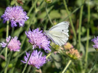 Green Veined White Butterfly gathering nectar from Scabious