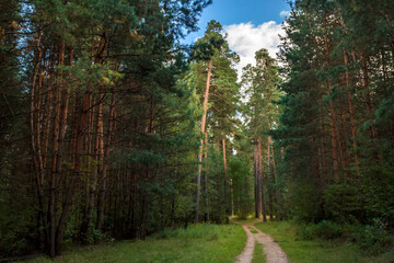 Atmospheric forest scenery with road among the green pines.