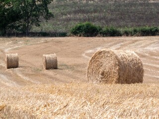 hay bales neatly rolled in the French countryside