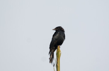 Black Drongo (Dicrurus macrocercus) bird perched on top of tree.