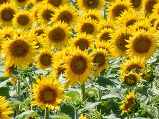 Fototapeta na wymiar beautiful bright yellow sunflowers in France
