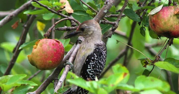 Red-bellied woodpecker eating apple in apple tree.