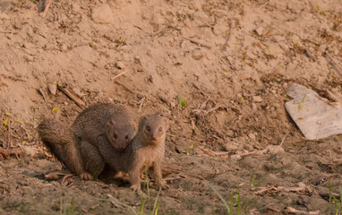 Pair of mongoose, The Indian brown mongoose (Herpestes fuscus) playing in the farming field at early morning during winter season.