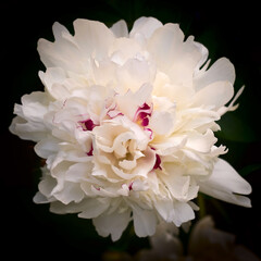 The dismissed flower of a peony