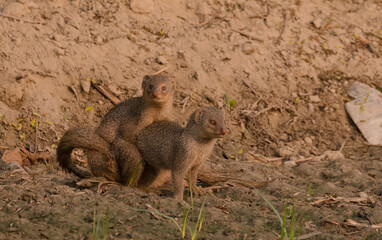 Pair of mongoose, The Indian brown mongoose (Herpestes fuscus) playing in the farming field at early morning during winter season.