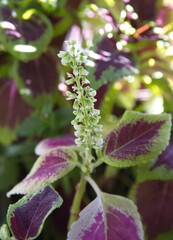 Coleus plant  