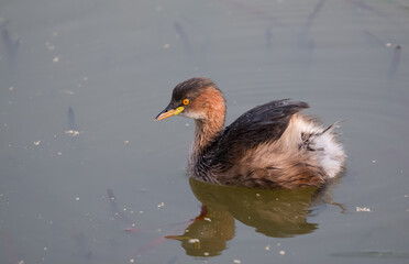 Little Grebe (Tachybaptus ruficollis) duck floating on water