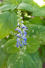 Coleus plant  "Wizard" collection, colorful foliage, Plectranthus scutellarioides, Solenostemon scutellarioides