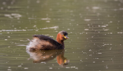 Little Grebe (Tachybaptus ruficollis) duck floating on water