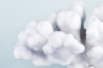 Coral reef with blue background macro cool tones for wallpaper © Tanaly