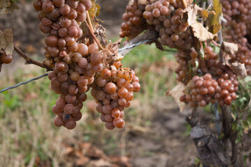 White grapes in vineyard