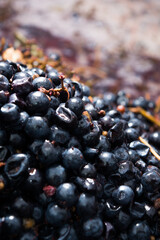 Harvested grapes close-up