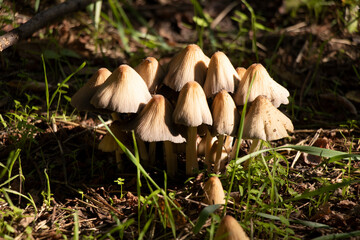 Wild autumn mushrooms - toadstools among the green grass on a sunny day. October.