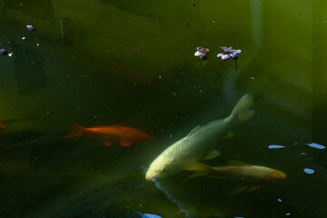 Fototapeta na wymiar The fish swims in the water.